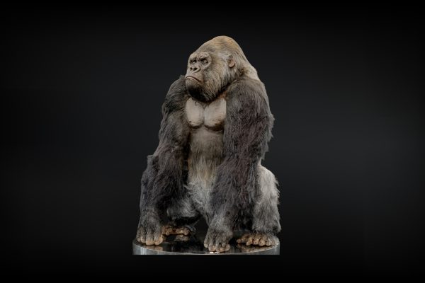 Black Gorilla Replica