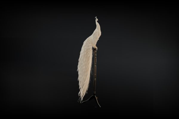 Albino Peacock white